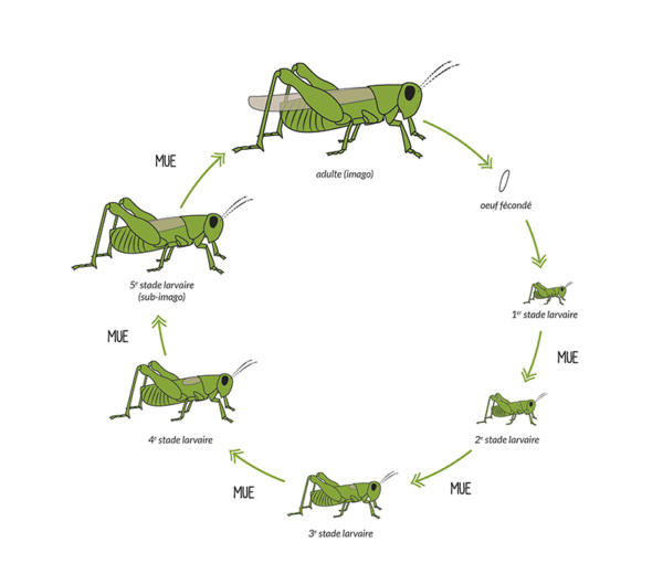 mallette polinisateurs - illustration Aleksandra Delcourt - graphisme écoresponsable