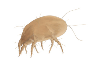 Exposition Les insectes des maisons - Aleksandra Delcourt - graphisme écoresponsable