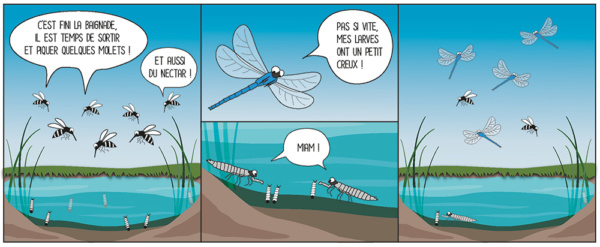 mallette polinisateurs - illustration Aleksandra Delcourt - graphisme écoresponsable