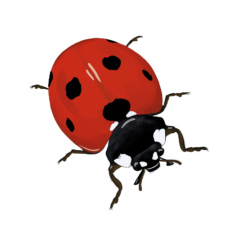 Exposition Les insectes des maisons - Aleksandra Delcourt - graphisme écoresponsable