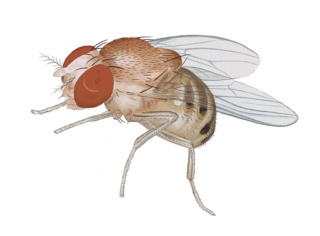 Exposition Les insectes des maisons - Aleksandra Delcourt - graphisme écoresponsable