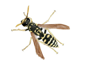 Exposition Les insectes des maisons - Aleksandra Delcourt - graphisme écoresponsable