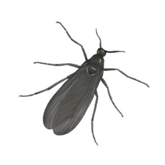 Exposition Les insectes des maisons - Aleksandra Delcourt - graphisme écoresponsable