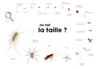 Exposition Les insectes des maisons - Aleksandra Delcourt - graphisme écoresponsable