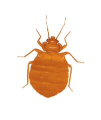 Exposition Les insectes des maisons - Aleksandra Delcourt - graphisme écoresponsable