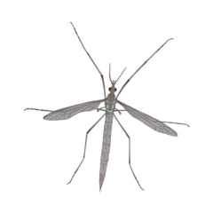 Exposition Les insectes des maisons - Aleksandra Delcourt - graphisme écoresponsable