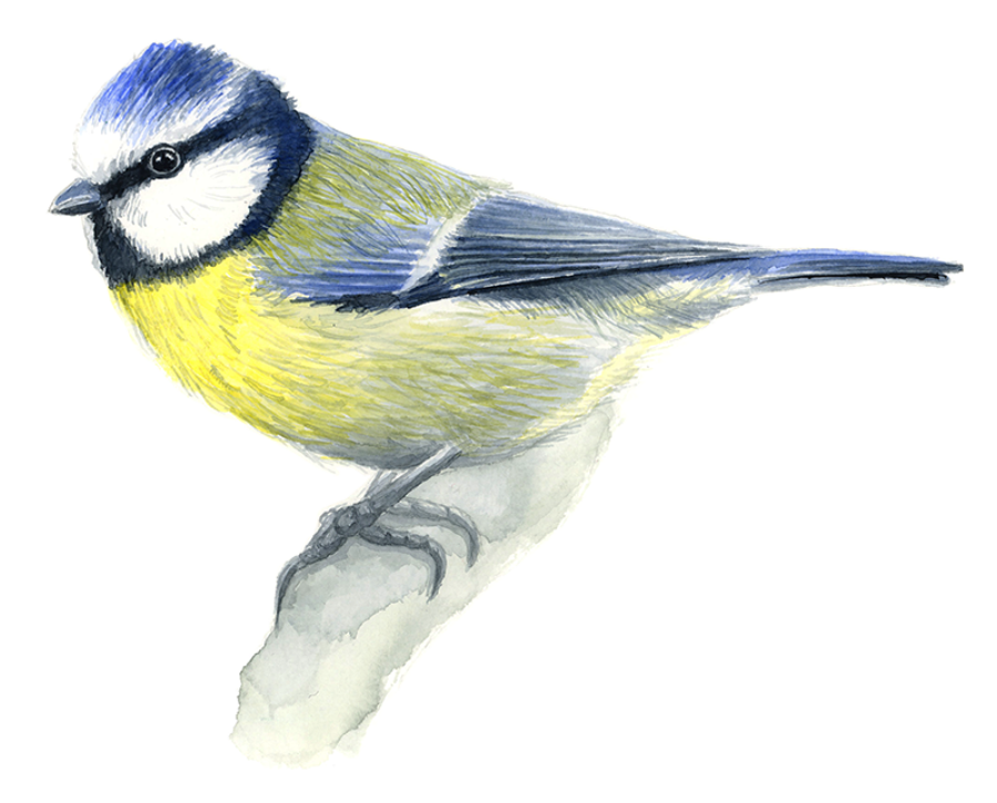 Mésange bleue aquarelle Aleksandra Delcourt graphisme écoresponsable