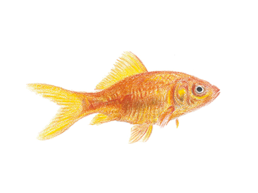 Poisson - illustration naturaliste Aleksandra Delcourt - graphisme écoresponsable